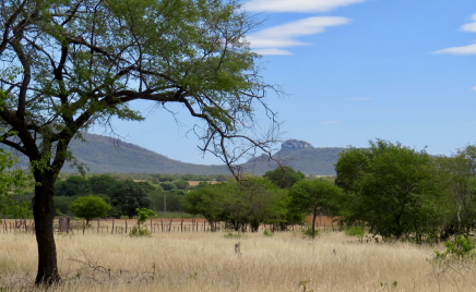 UN General Assembly Announces Decade of Afforestation and Reforestation
