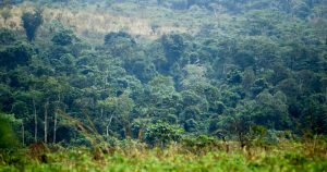 Sustainable Management of Forests