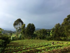PIREDD Maniema