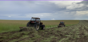 Wood energy plantations (PROREP)