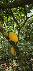 Sustainable Agriculture and Agroecological Transition in Cameroon